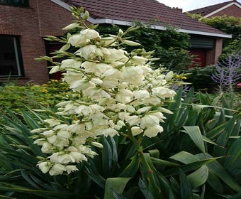 Palmlelie (Yucca filamentosa)