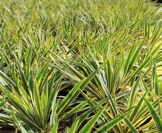 Palmlelie (Yucca filamentosa 'Bright Edge' )