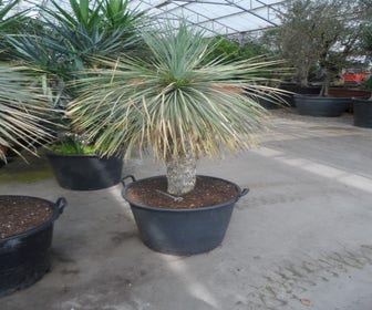 Palmlelie (Yucca rostrata)