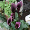 Aronskelk (Zantedeschia 'Caruso')