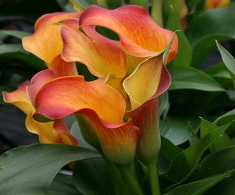 Aronskelk (Zantedeschia 'Lido')