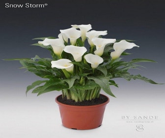 Aronskelk (Zantedeschia 'Snow Storm')