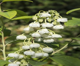 Zenobia (Zenobia pulverulenta 'Blue Sky')