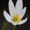 Westenwindlelie als bloembol (Zephyranthes candida)