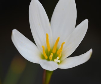 Westenwindlelie als bloembol (Zephyranthes candida)
