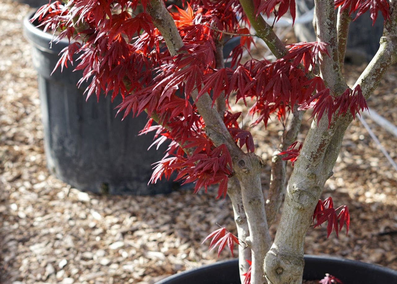 Op zoek naar iets unieks? Bekijk onze Droomplanten