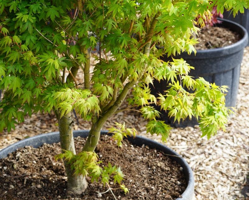 Op zoek naar iets unieks? Bekijk onze Droomplanten