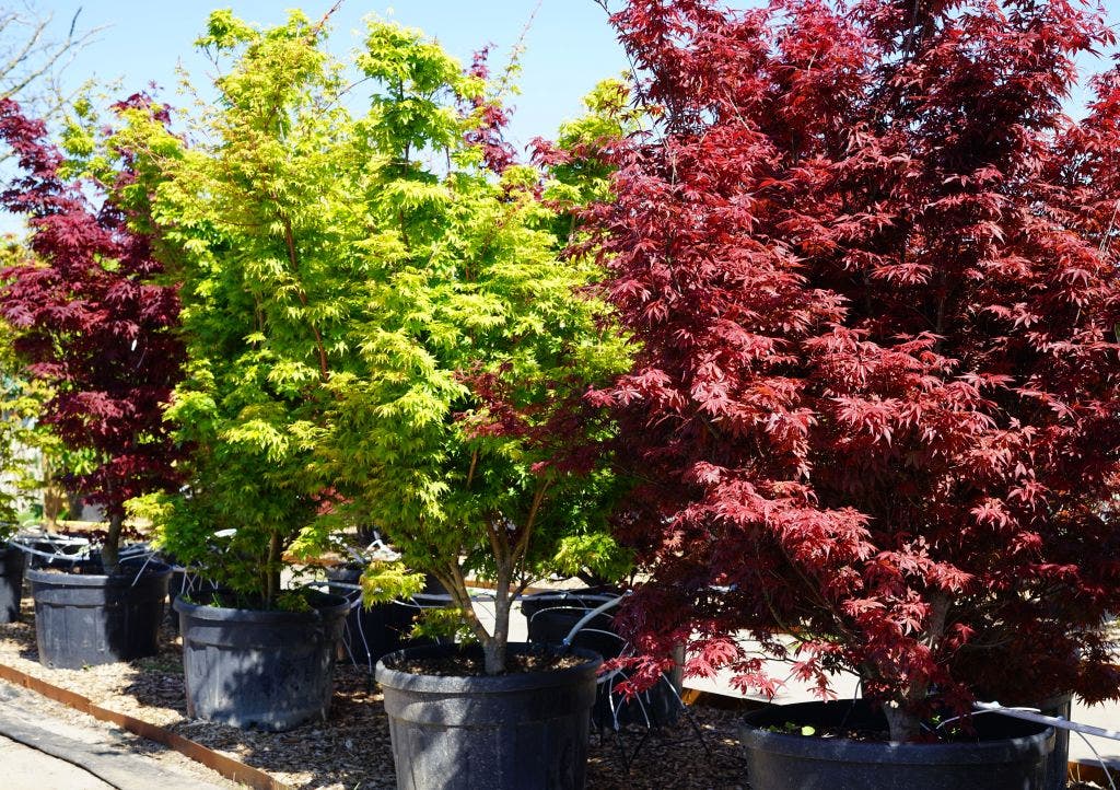 Op zoek naar iets unieks? Bekijk onze Droomplanten