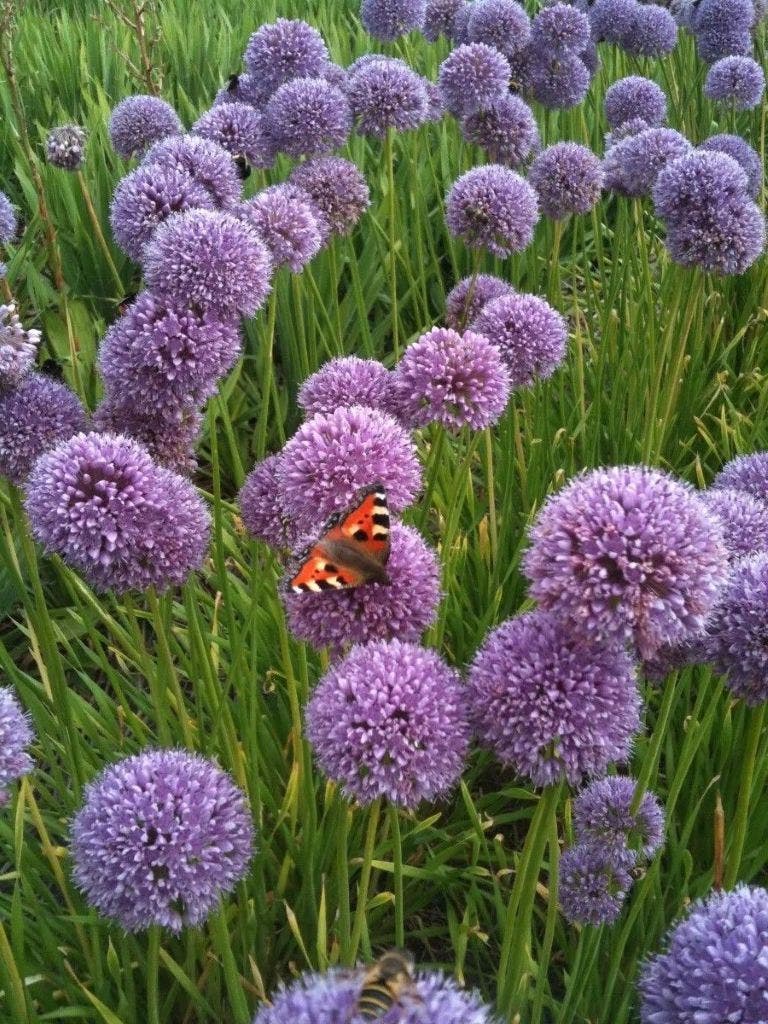 Bestel nu zomerbollen