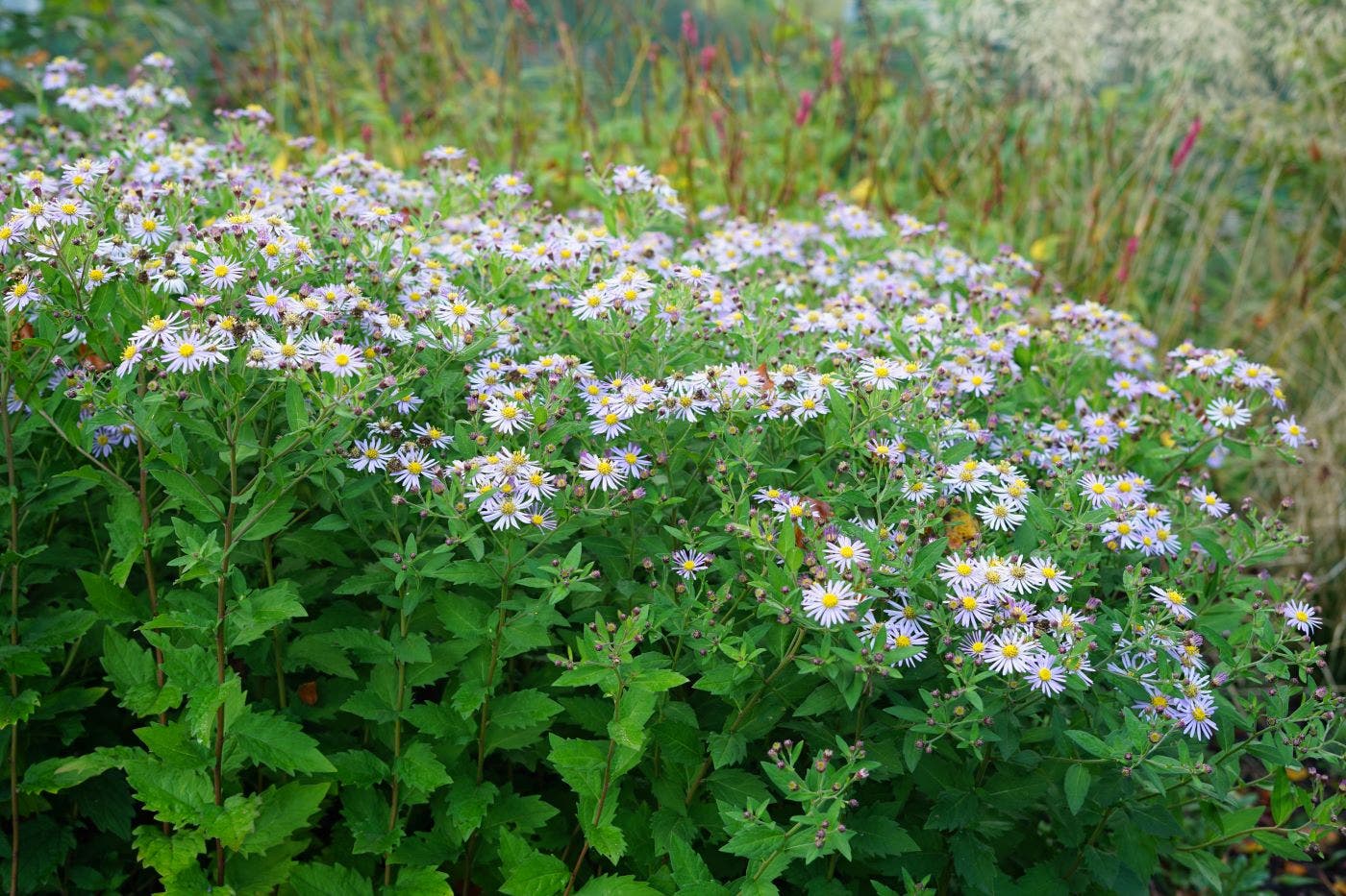 De mooiste planten van deze maand