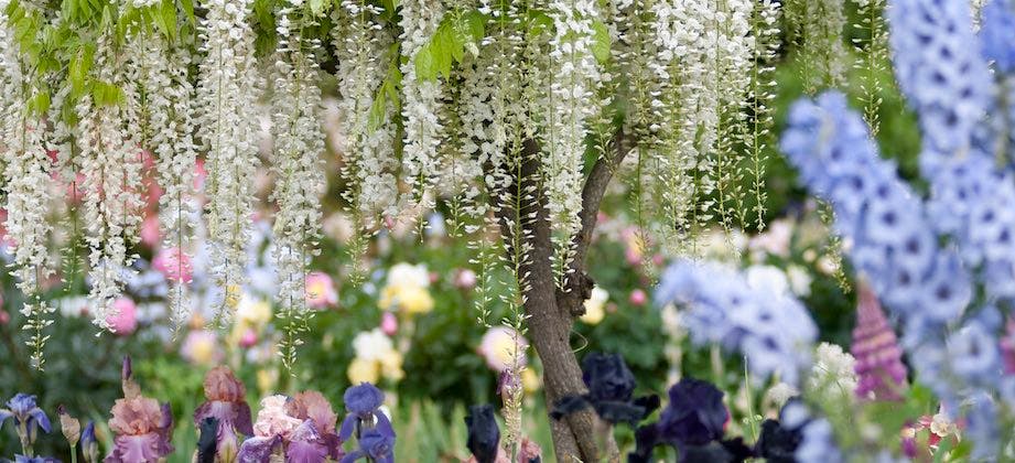 De mooiste planten van deze maand