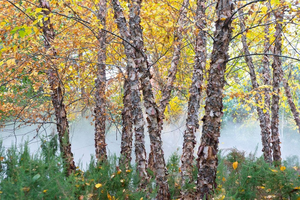 Nu 10% korting op alle bomen!