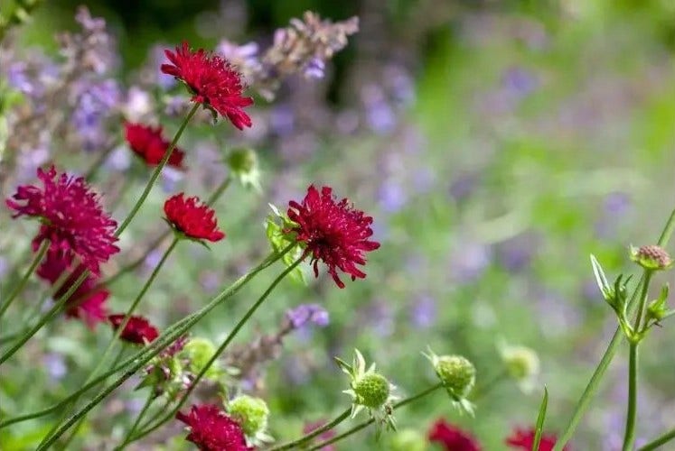 De mooiste planten van deze maand