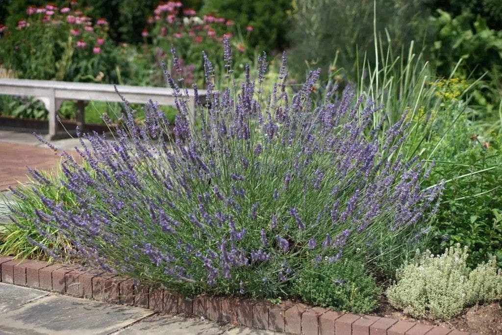De mooiste planten van deze maand