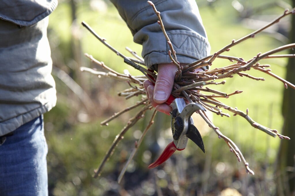 Maart is snoeimaand!