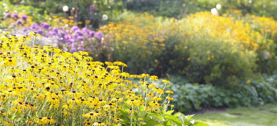 Nu 15% korting op alle vaste planten!