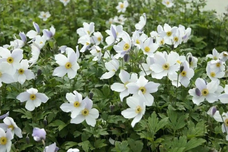 De mooiste planten van deze maand