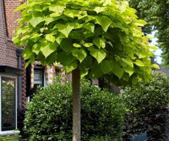 Plakken Mand Ontvanger Bomen kopen? Altijd goedkoop! | Directplant