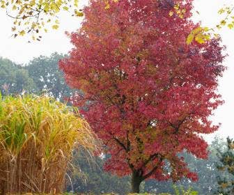 Bomen kopen? | Directplant