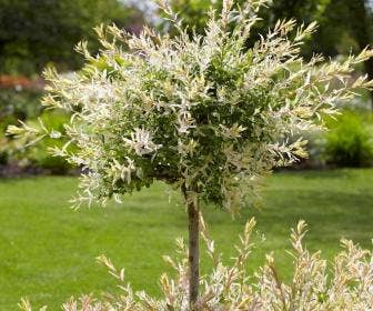 Plakken Mand Ontvanger Bomen kopen? Altijd goedkoop! | Directplant