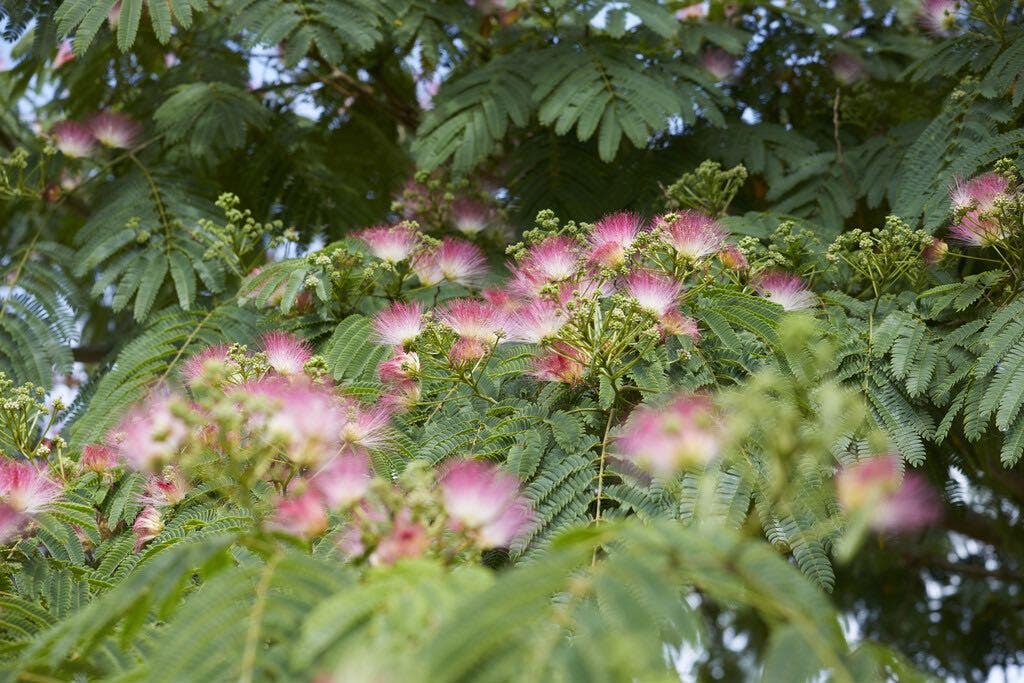 Slaapboom of zijdeboom (Albizia)