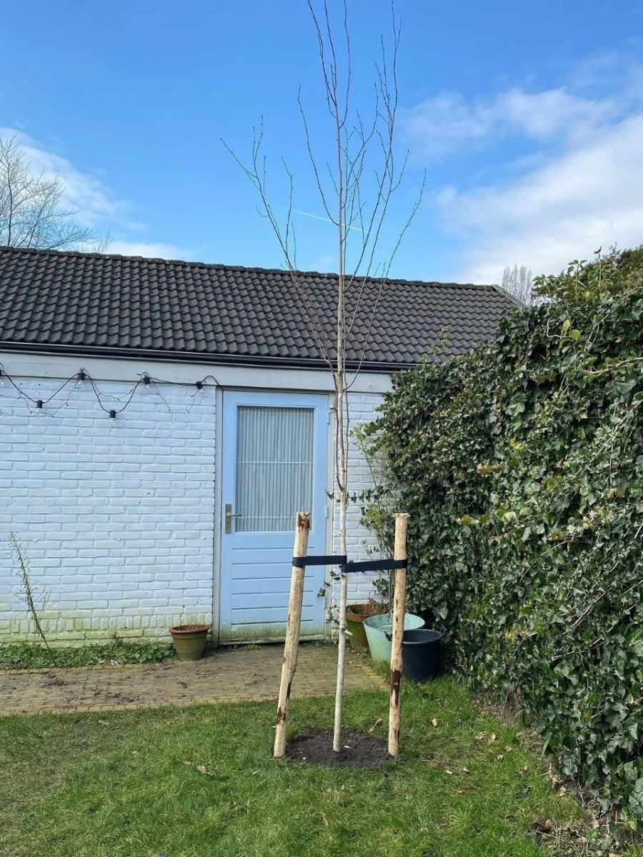 Witte berk