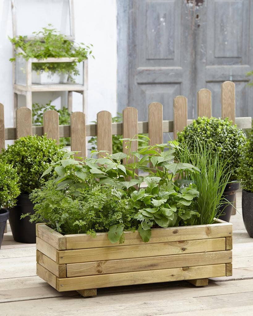 Zelf zaaien - moestuin in bak