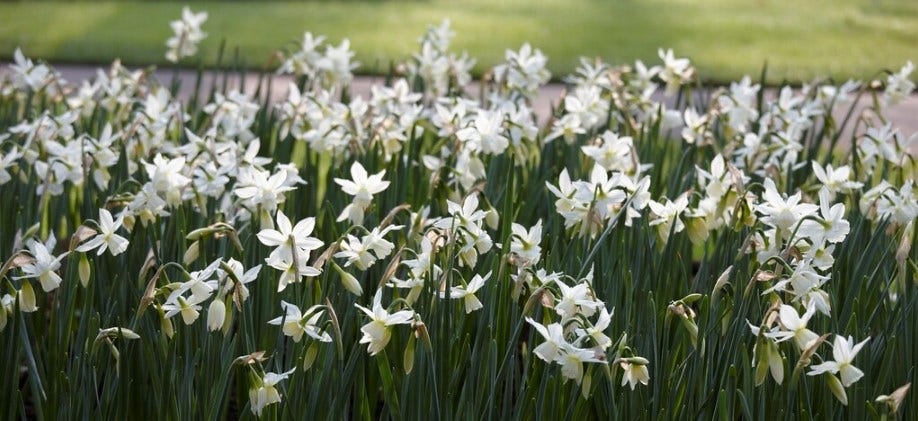 Bloembollen - Narcissen in het voorjaar