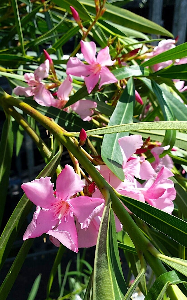 Nerium oleander