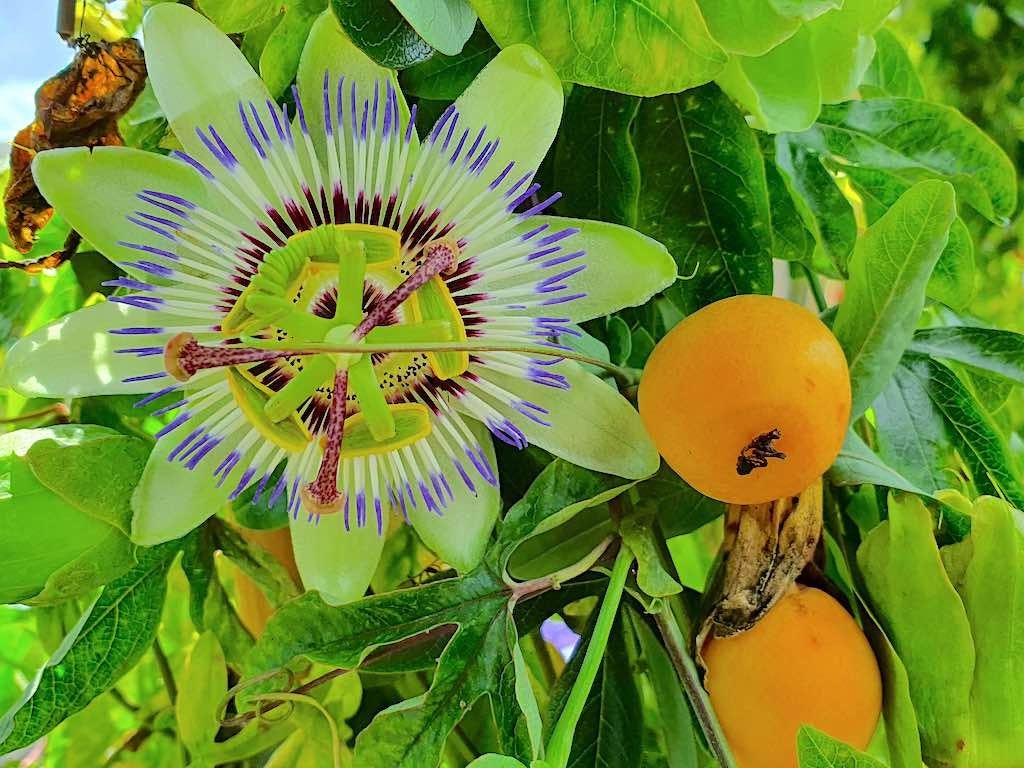 Exotische maar winterharde Passiflrora - passievrucht 