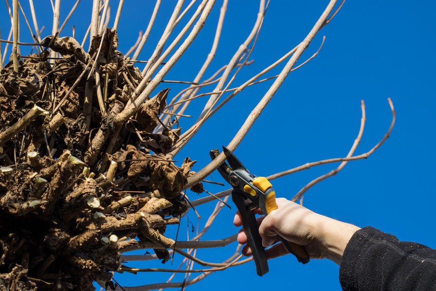 Knotten - snoeien in de winter