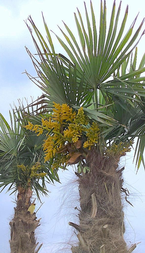 Chinese waaierpalm (Trachycarpus fortunei)