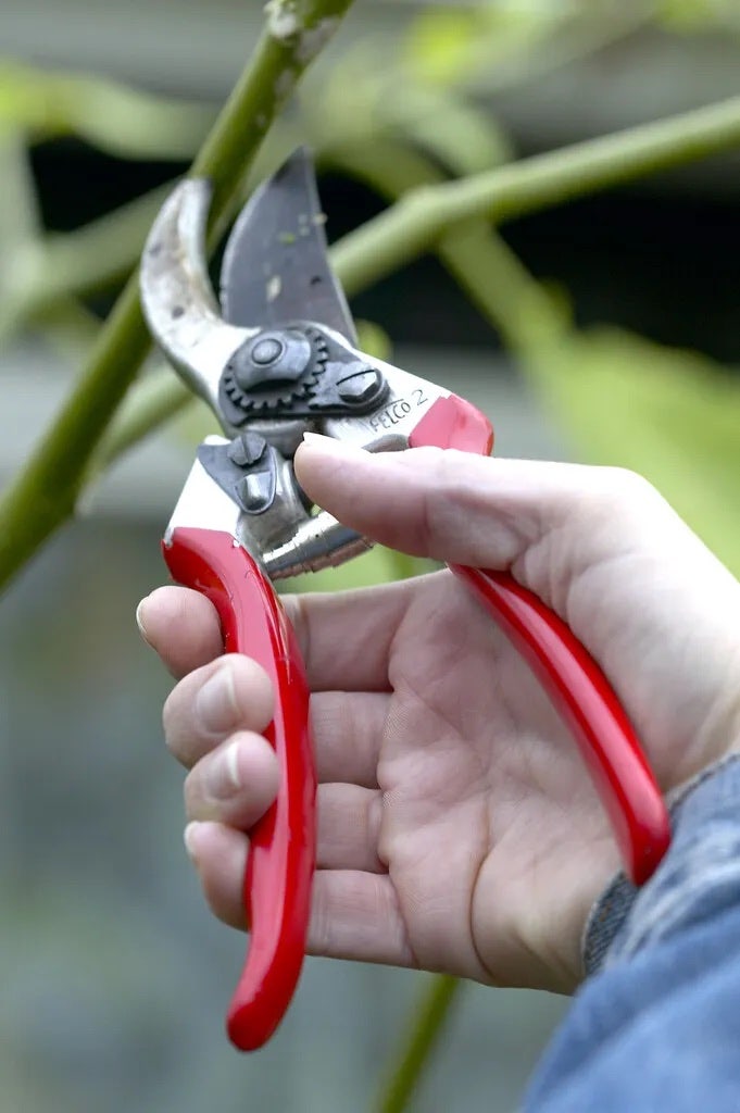 Tuingereedschap - snoeischaar