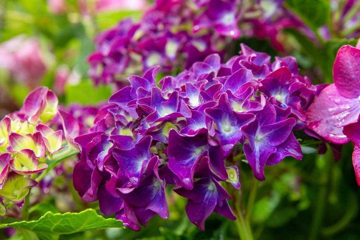 Hortensia soorten 