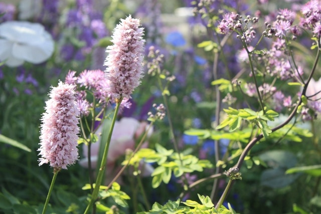 Persicaria affinis 'Superba' met rechts Thalictrum (ruit) Persicaria - Chelsea Show planten 2016