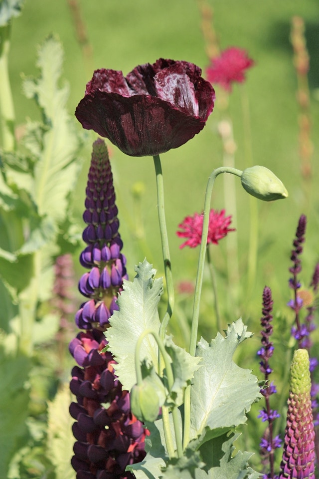 Lupine en papaver Lupine en papaver - Chelsea Flower Show 2016