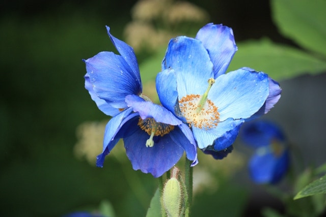 Meconopsis Meconopsis - Chelsea Show Planten 2016