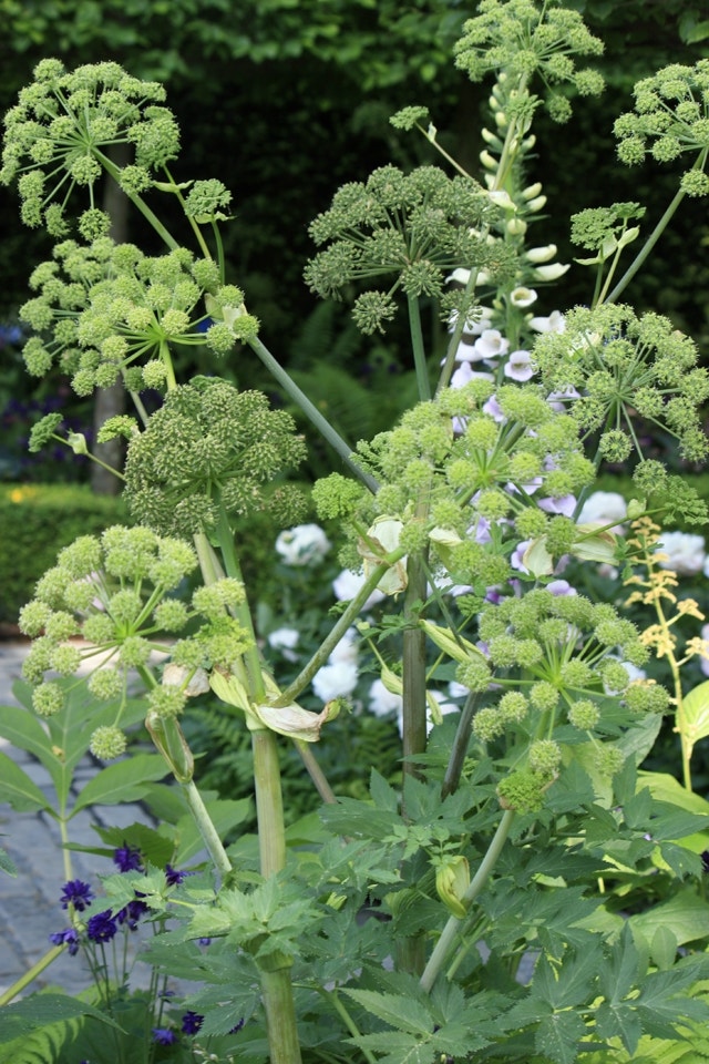Engelwortel Engelwortel - Chelsea Flower Show