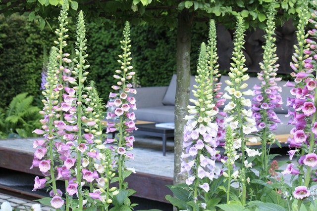 Digitalis Digitalis - Chelsea Flower Show planten