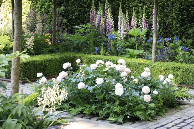 Vak met pioenen in 'Support, the Husqvarna Garden'. Op de achtergrond Digitalis en Meconopsis Pioenen - Chelsea Show Planten 2016