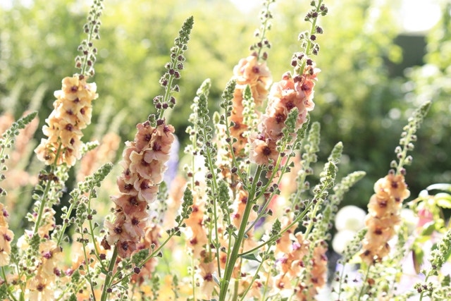 Verbascum 'Cotswold Beauty' Verbascum Chelsea Flower Show