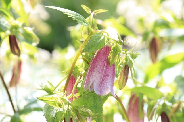 Campanula 'Elizabeth' Campanula - Chelsea Show planten 2016