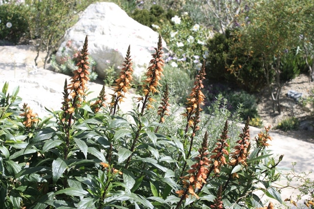 Isoplexis canariensis Isoplexis Chelsea Flower Show 2016