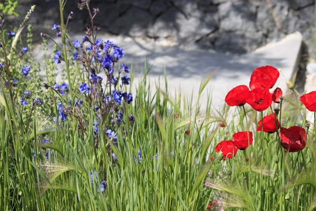 Klaproos en ossentong Klaproos en ossentong - Show planten 2016