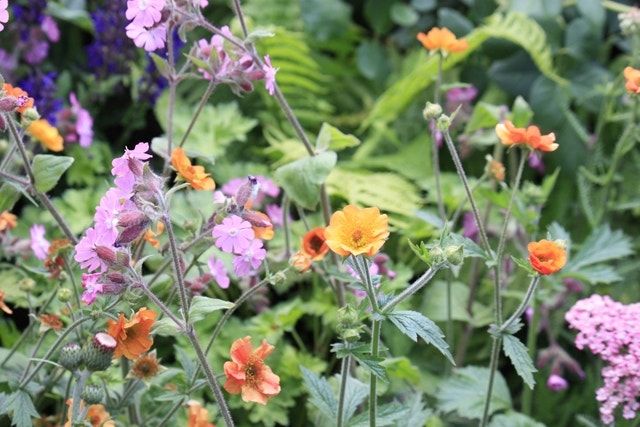 Geum Geum - Chelsea Show Planten 2016