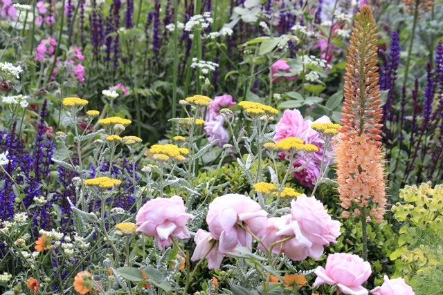 Eremerus Eremerus - Chelsea Flower Show 2016