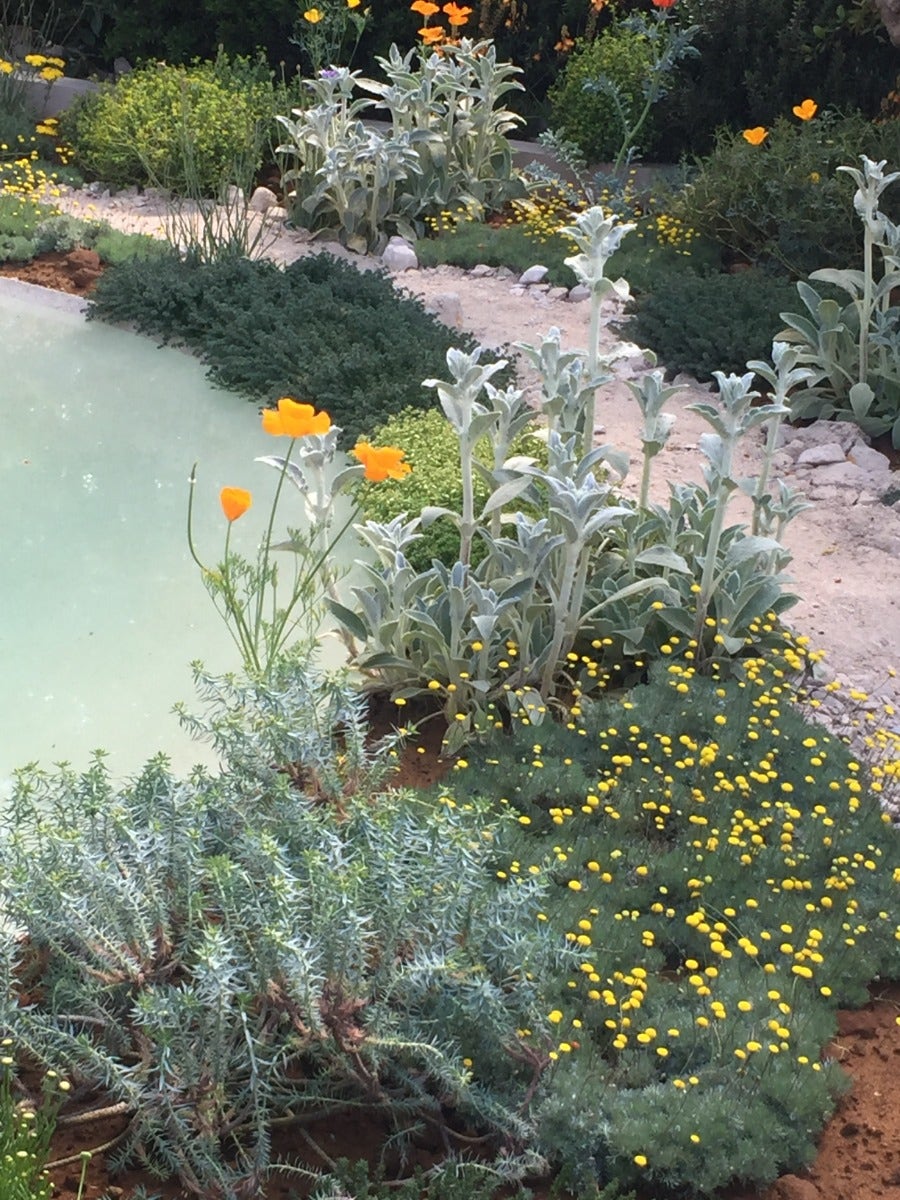 Beplanting voor droge grond