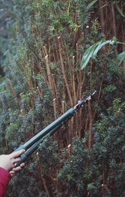 Taxus snoeien Taxus snoeien