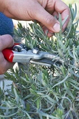 Lavendel snoeien voorjaar