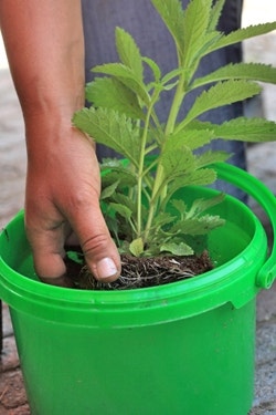 Planten dompelen Planten dompelen